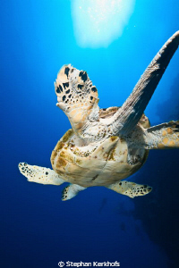 Hawksbill turtle taken at Shark observatory, Ras Mohammed. by Stephan Kerkhofs 